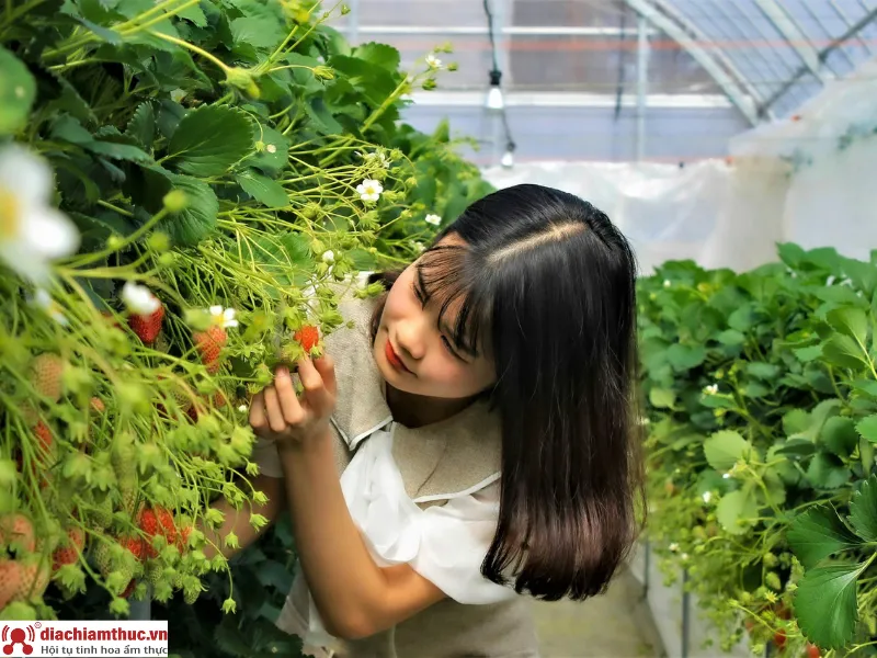 Địa chỉ mua nông sản sạch Đà Lạt Seonfarm,