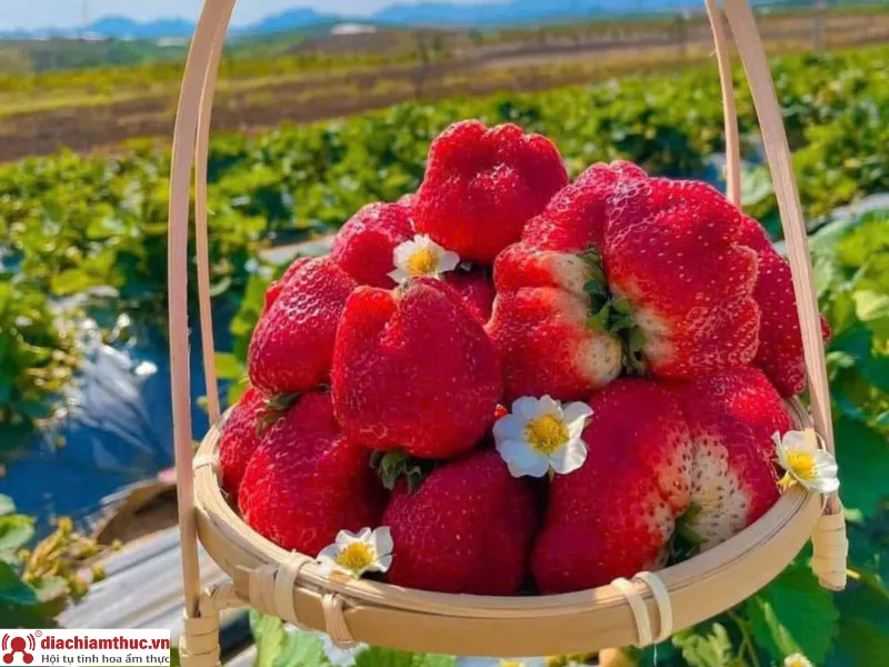 Seonfarm ở Đà Lạt
