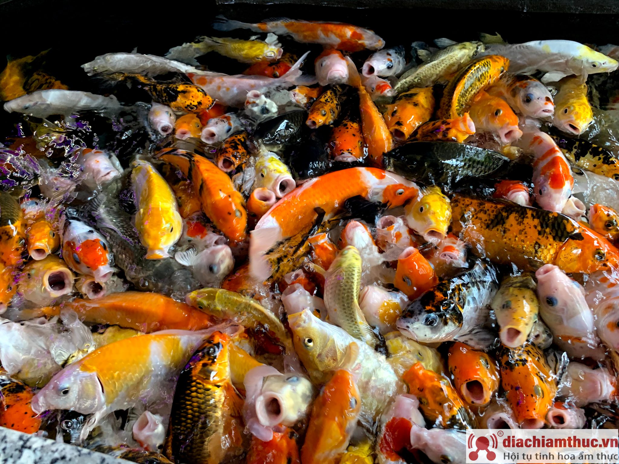 Lưu ngay 10 quán Cafe cá koi Sài Gòn khiến bạn mê mệt