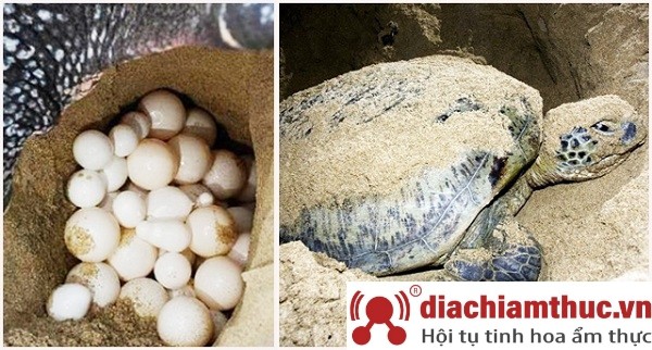 Xem rùa đẻ trứng Côn Đảo