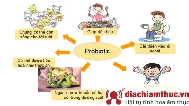Lợi khuẩn tiêu hóa đường ruột trong sữa non