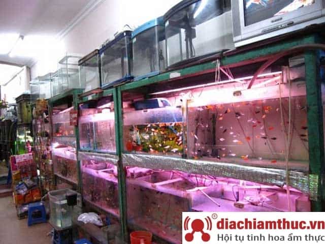 Tiệm cá cảnh đẹp ở quận Bình Tân