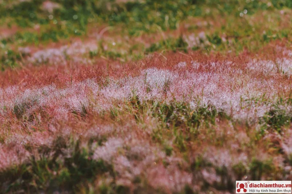 Đồi cỏ hồng ở Đà Lạt