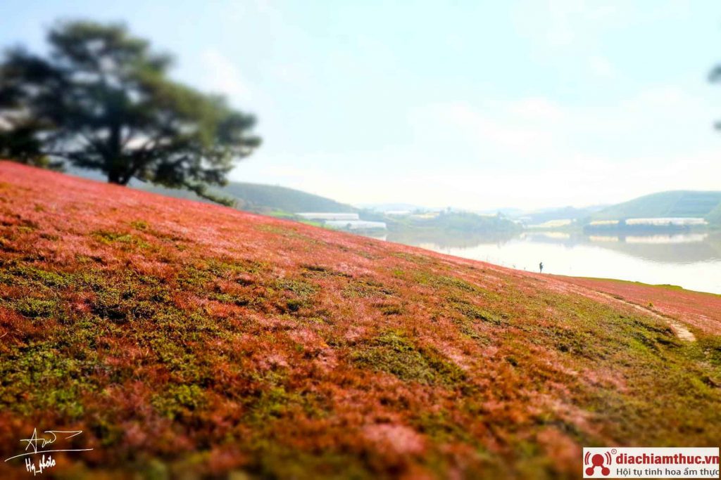 Khung cảnh đồi cỏ hồng