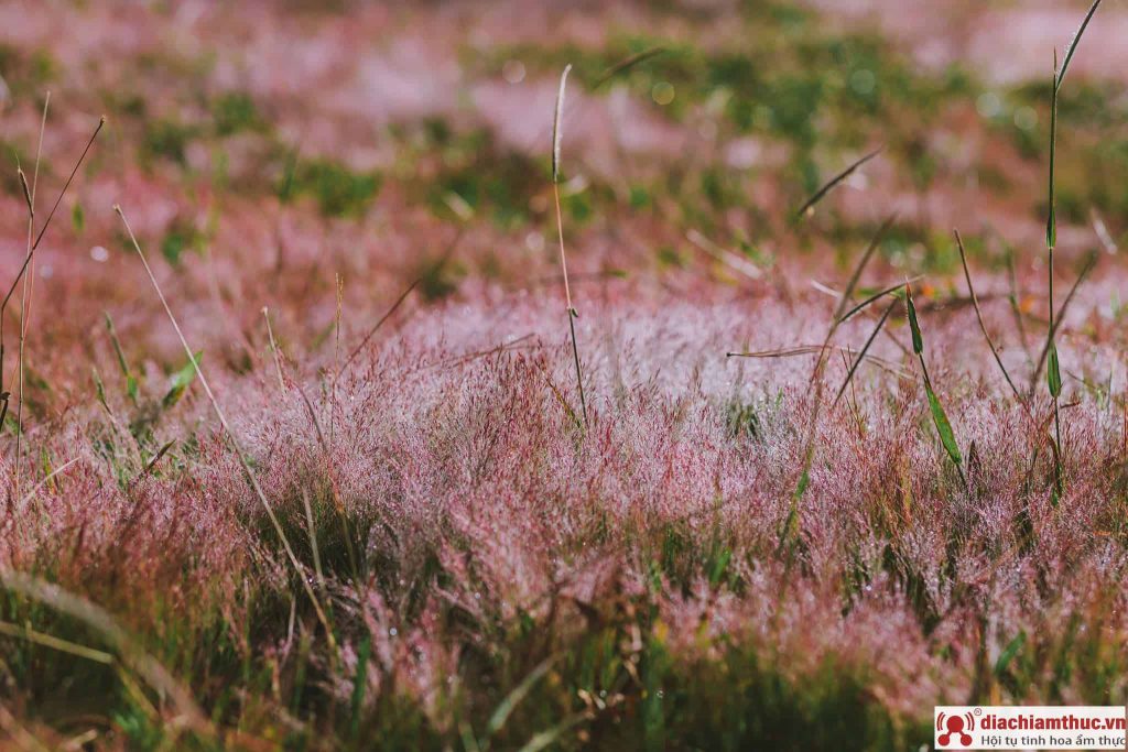Mùa đồi cỏ hồng Đà Lạt