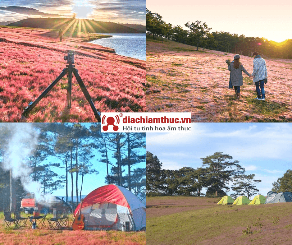 cắm trại ở đồi cỏ hồng
