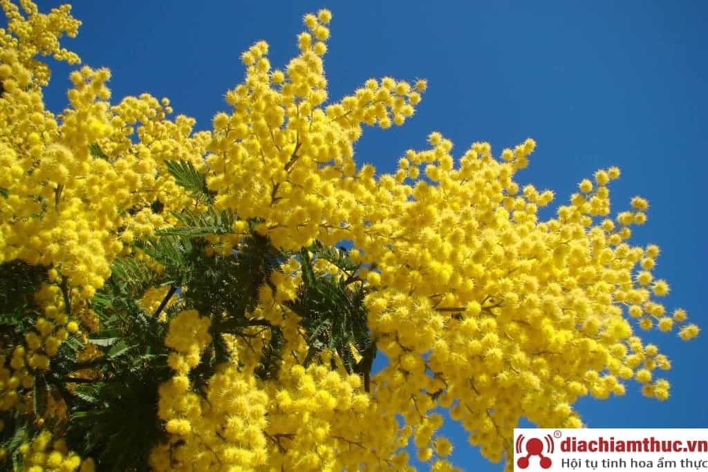 Ngắm hoa Mimosa Đà Lạt rực rỡ sắc vàng