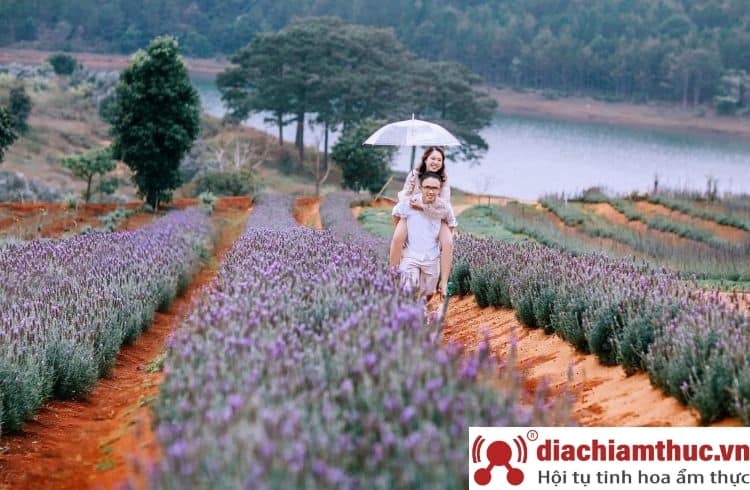 Có gì tại cánh đồng hoa Lavender hồ Tuyền Lâm