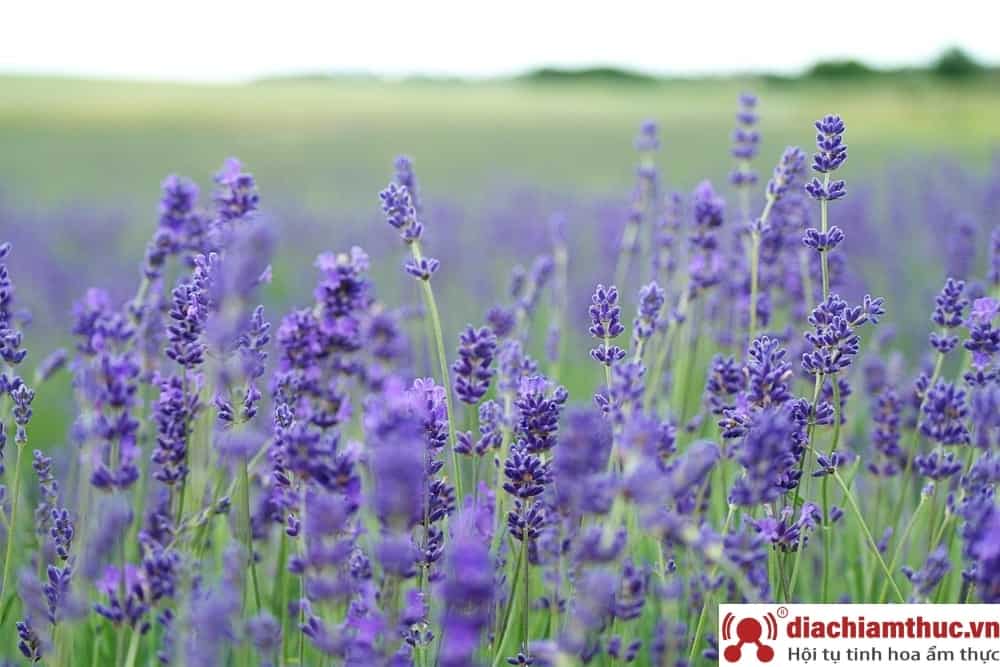 Thời gian nở rộ của hoa Lavender