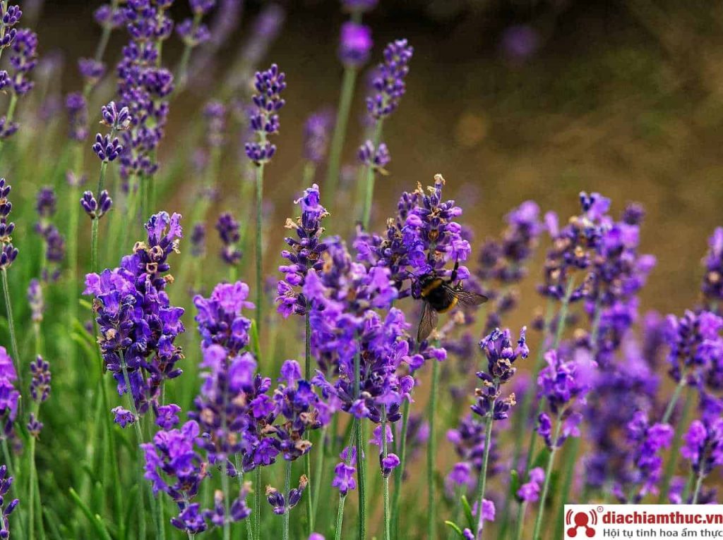 Thông tin về hoa Lavender
