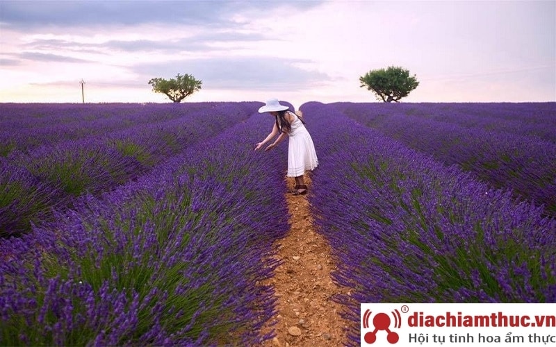 Vườn hoa Lavender Cầu Đất