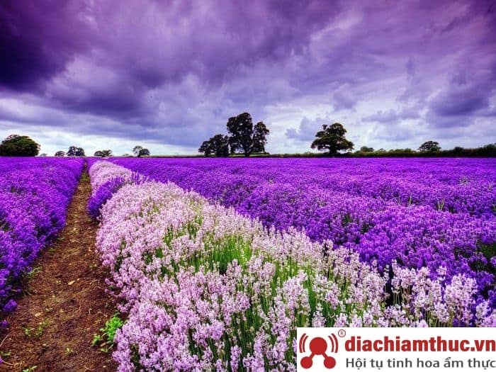 Vườn hoa Lavender Đà Lạt đẹp nhất
