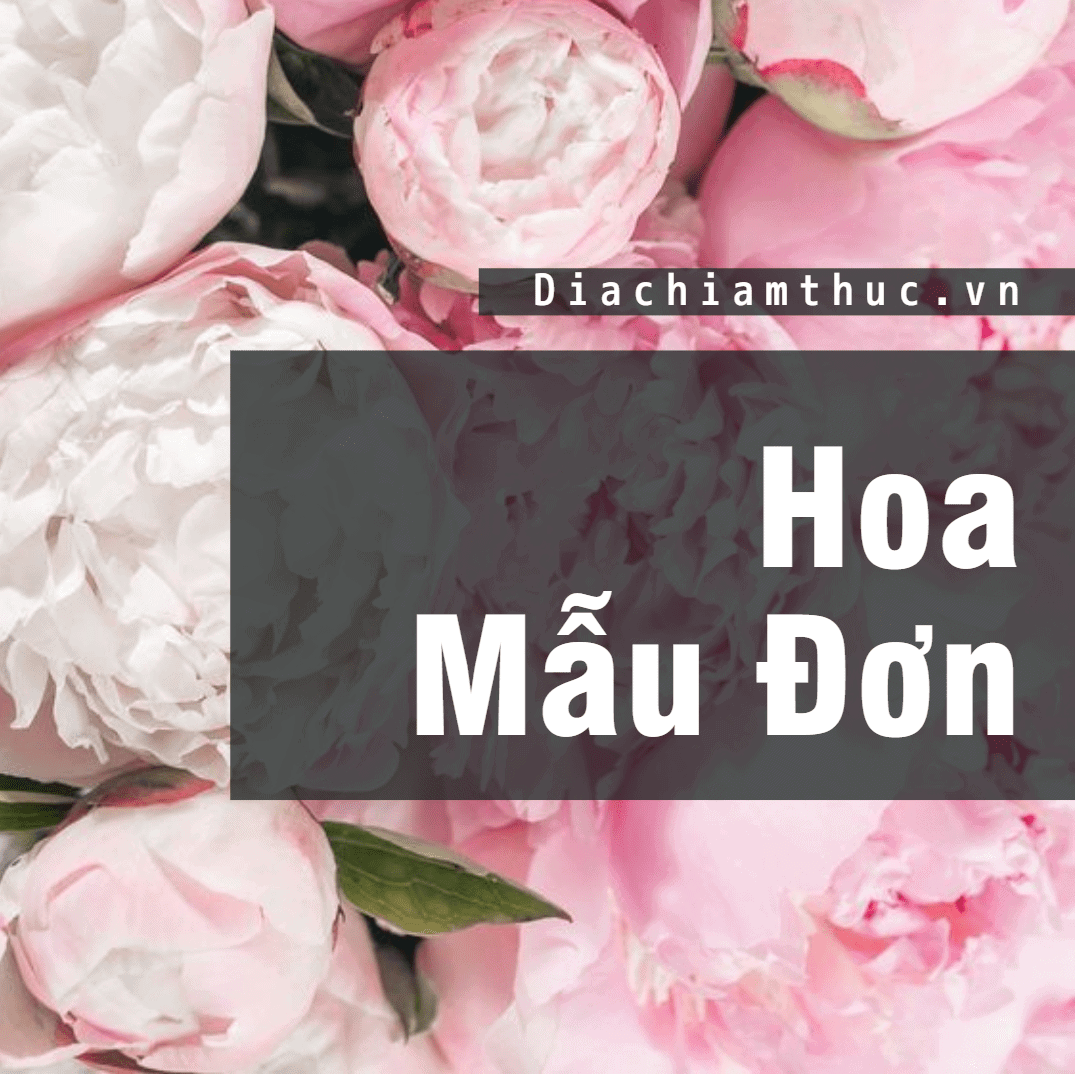 Tìm hiểu về hoa Mẫu Đơn: Vẻ đẹp, sự tinh tế và giá trị thật sự