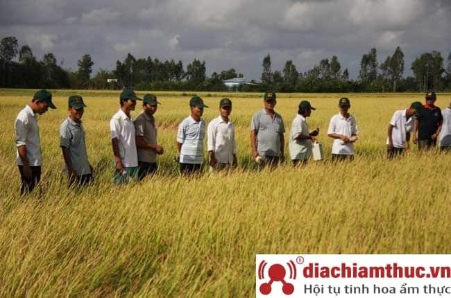 Gạo ST25 trồng trên cánh đồng mẫu lớn
