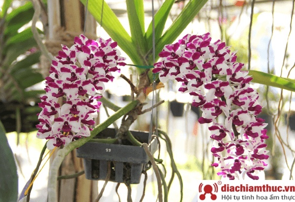 Punonjës të pakualifikuar që kujdesen për orkide + punëtorë sezonalë
