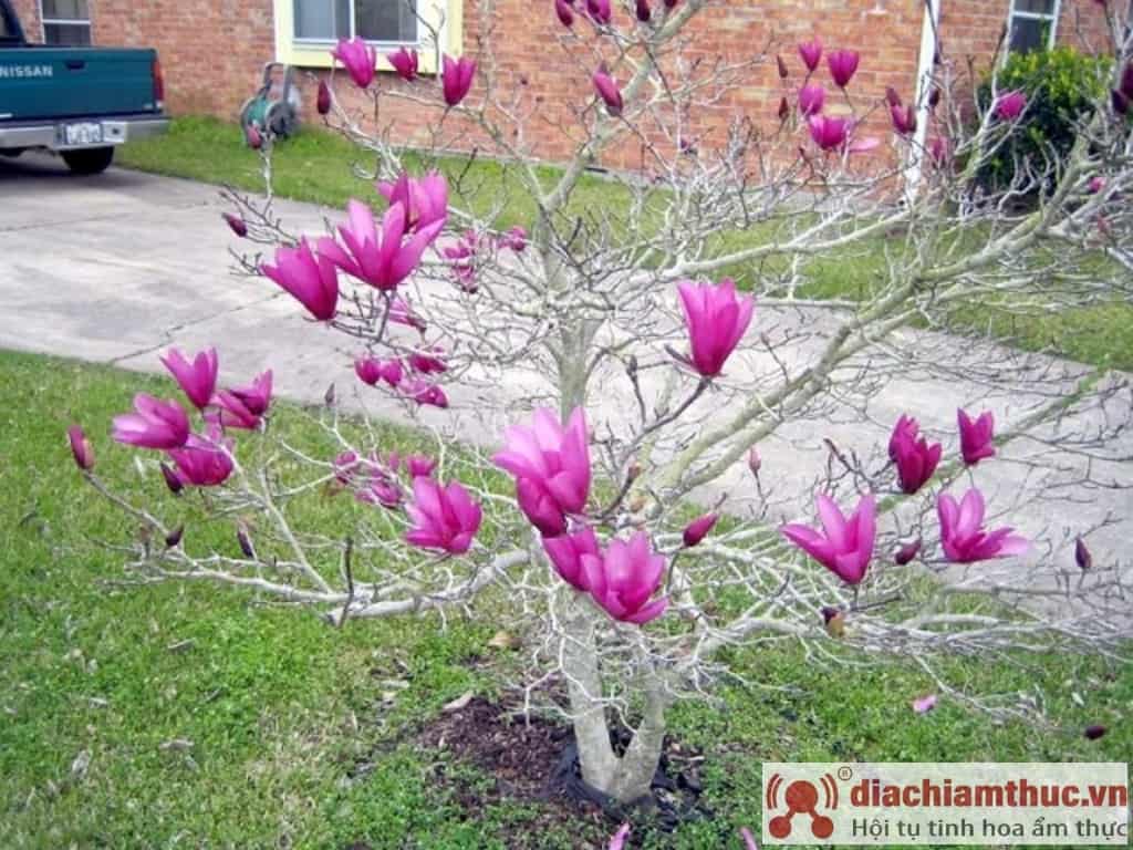 Si të rritni lule Magnolia në tokë