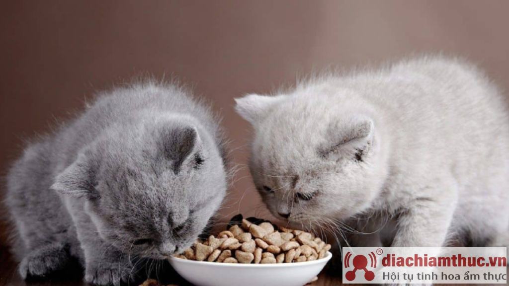 Cần chú ý khẩu phần ăn của mèo