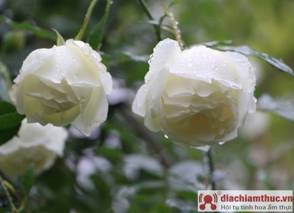 Cây hoa hồng Bạch ho