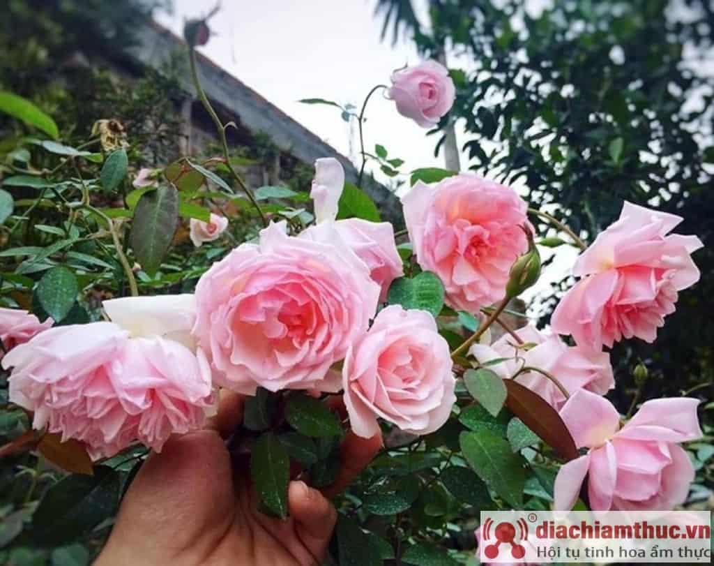 Cây hoa hồng Đào Cổ