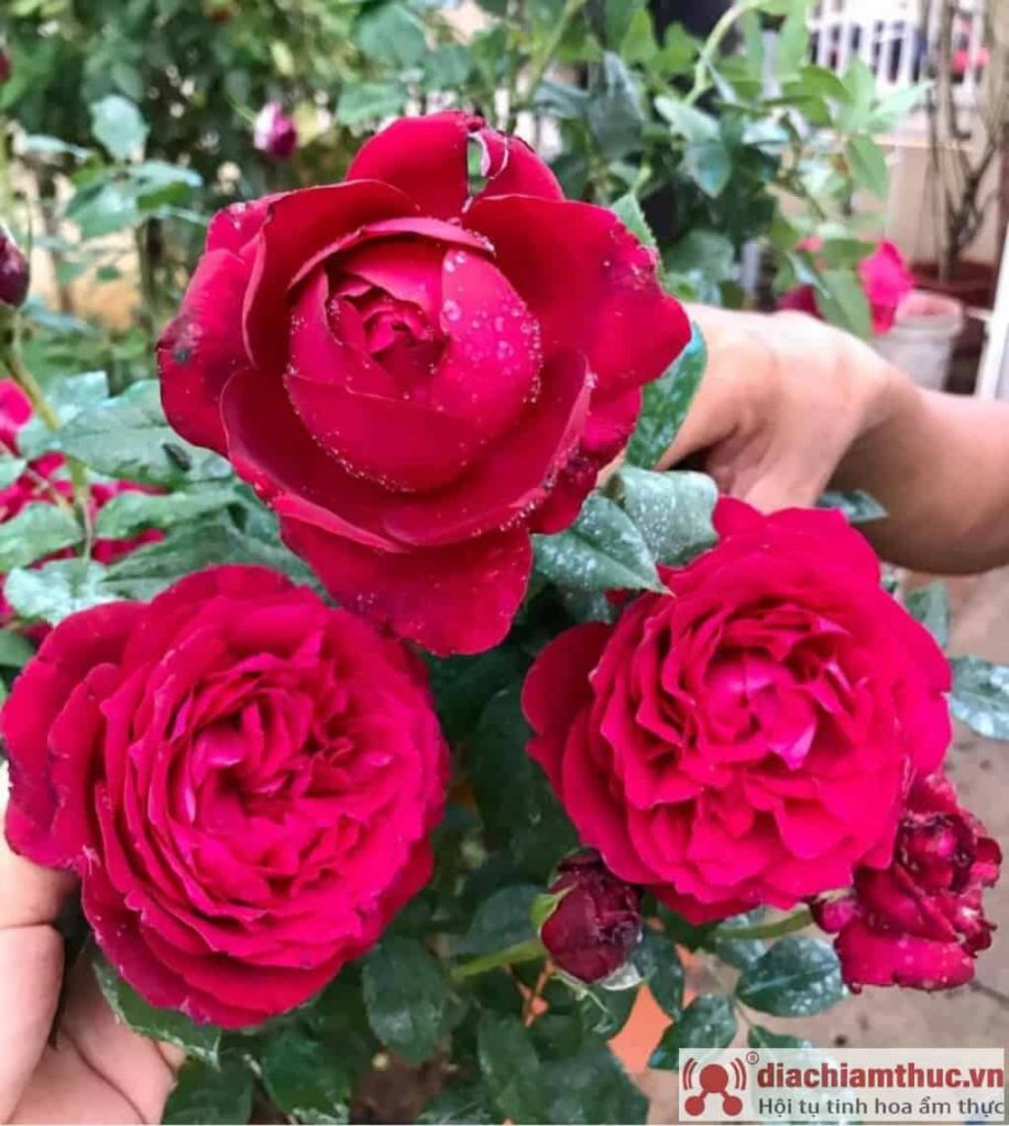 Cây hoa hồng Janice Kellogg