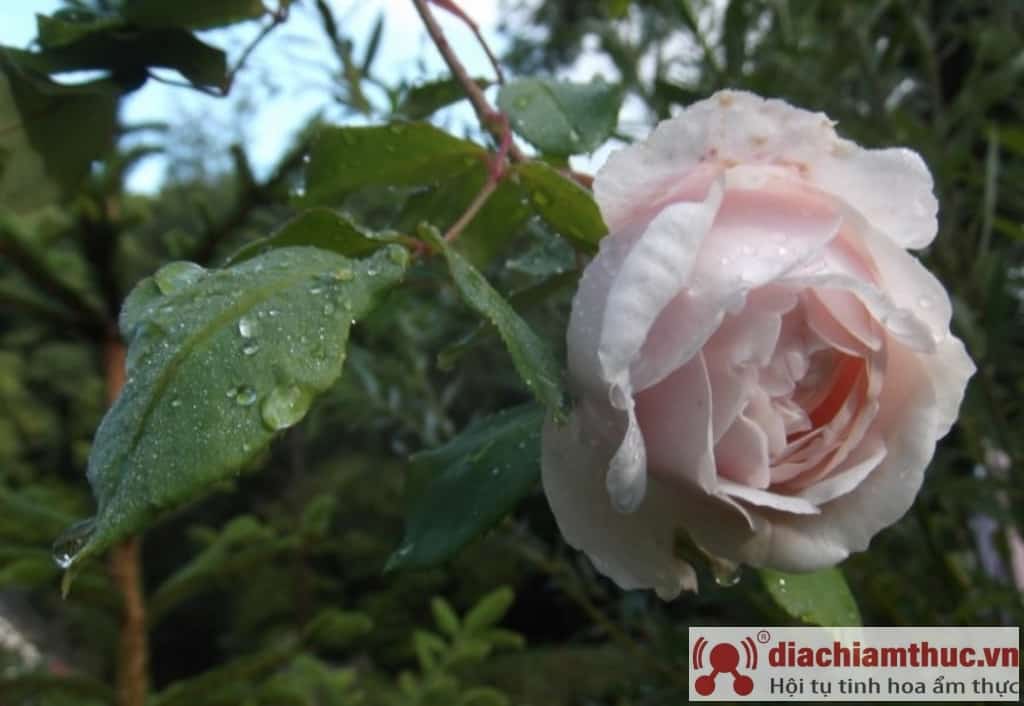 Cây hoa hồng Leo Madame Alfred Carriere