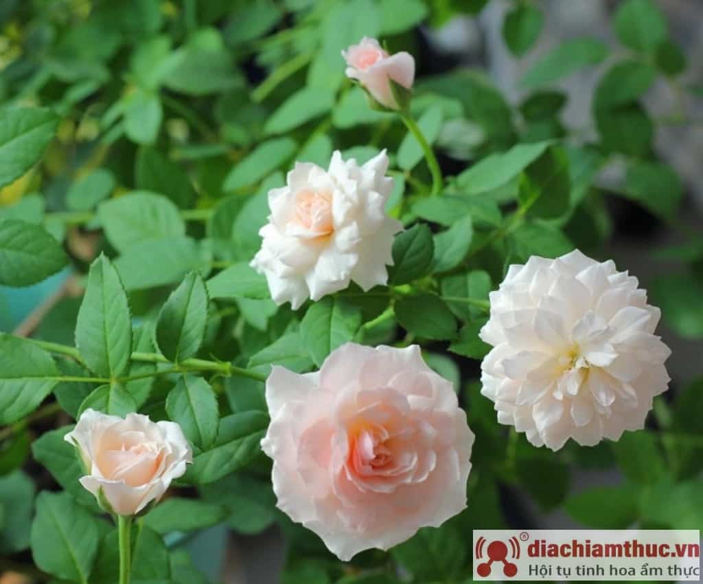 Cây hoa hồng Misaki
