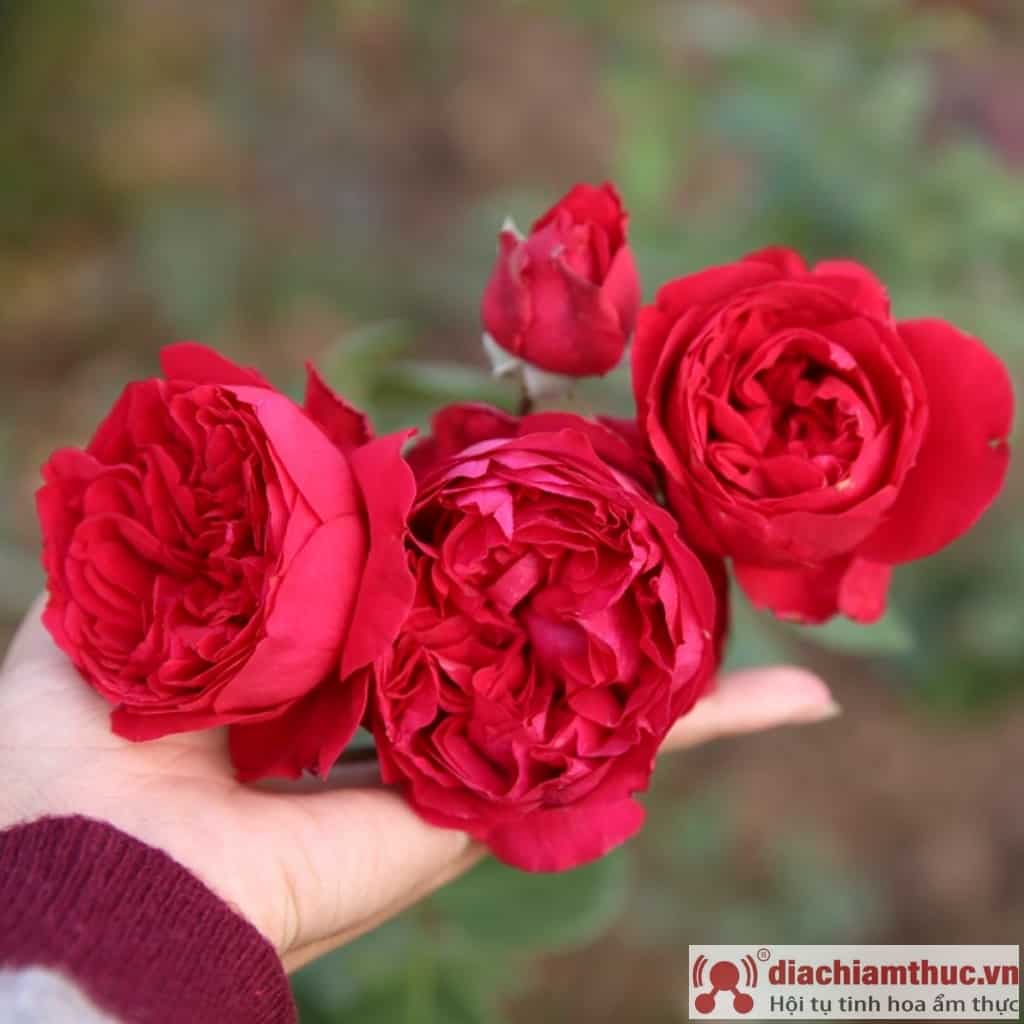 Cây hoa hồng leo Red Eden (Mộng Vy)