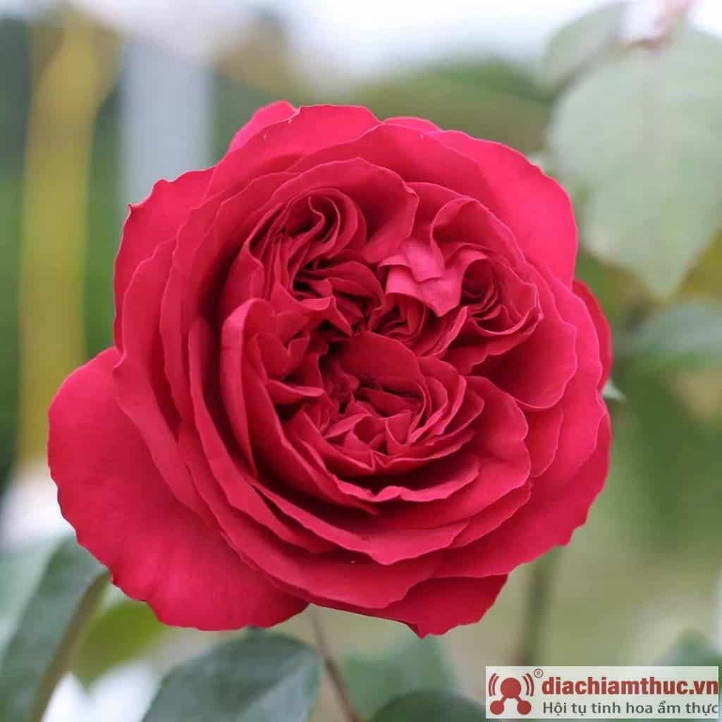 Cây hoa hồng leo Red Eden