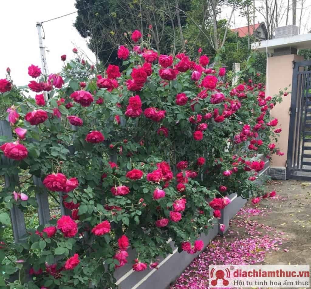 Cây hoa hồng leo tường vi