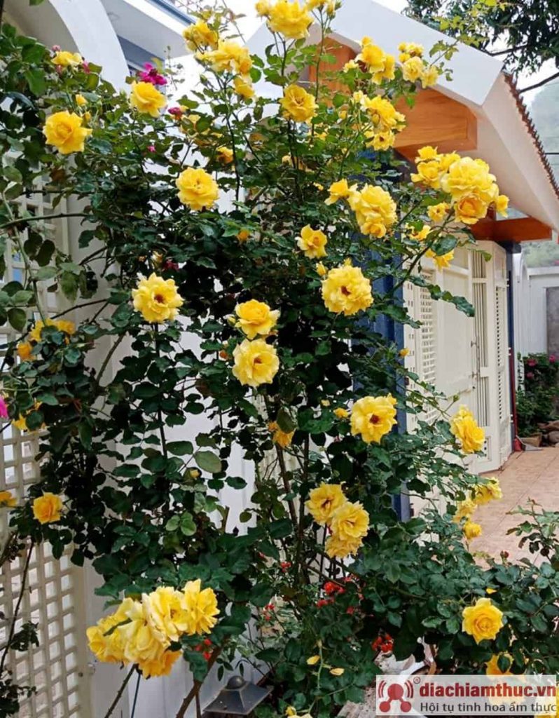Cây hoa hồng leo vàng Sơn La