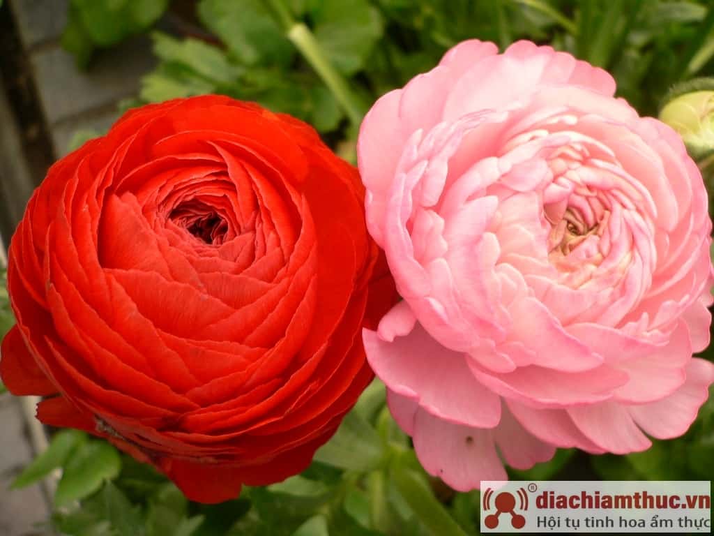 Cây hoa hồng ngoại Persian Buttercup