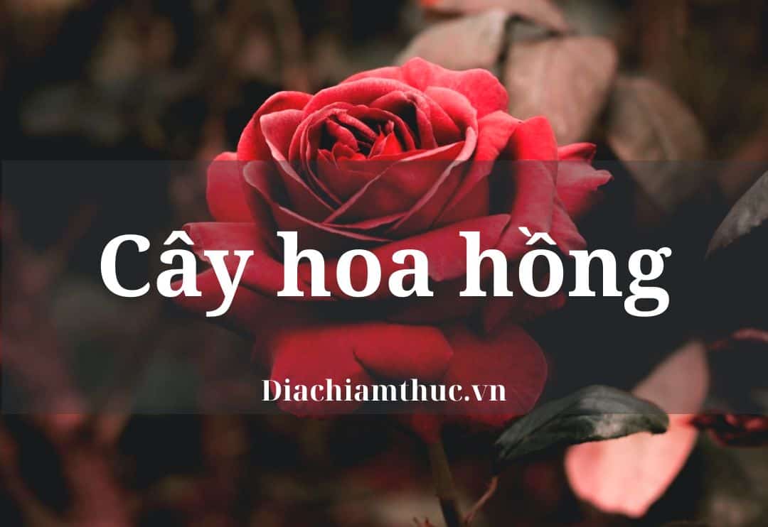 Cây Hoa Hồng: Top #100 Loại Hoa Hồng Đẹp Nhất Hiện Nay