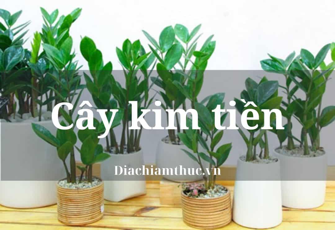 Cây kim tiền: Ý nghĩa phong thủy, cách chăm sóc đúng chuẩn