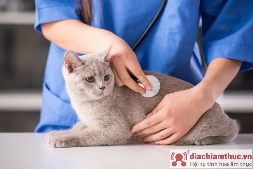 Chăm sóc sức khỏe cho mèo Anh