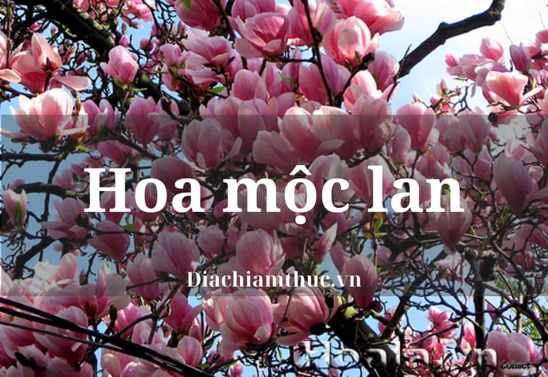 Tìm hiểu hoa Mộc Lan: Nguồn gốc, ý nghĩa và cách trồng chuẩn