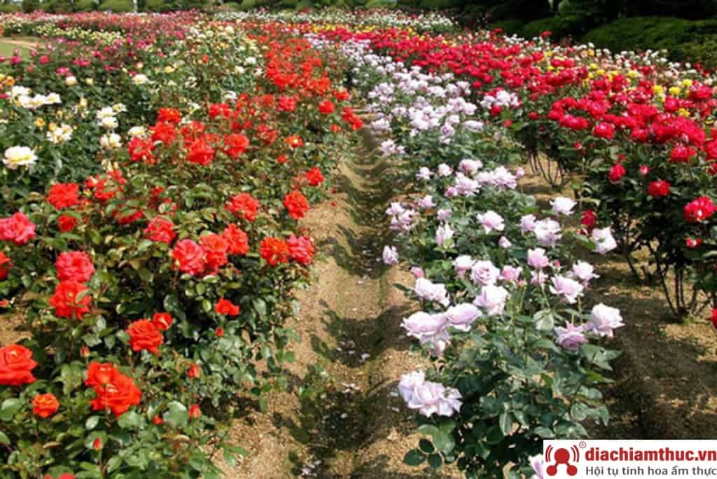 Vườn hoa hồng như một thế giới truyện cổ tích