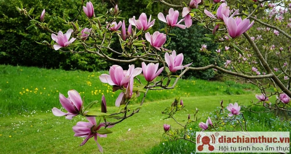 Kuptimi i luleve të magnolisë në jetë
