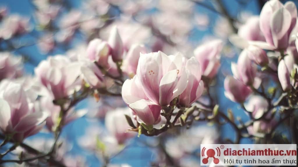 Kuptimi i ngjyrës së lules së magnolisë