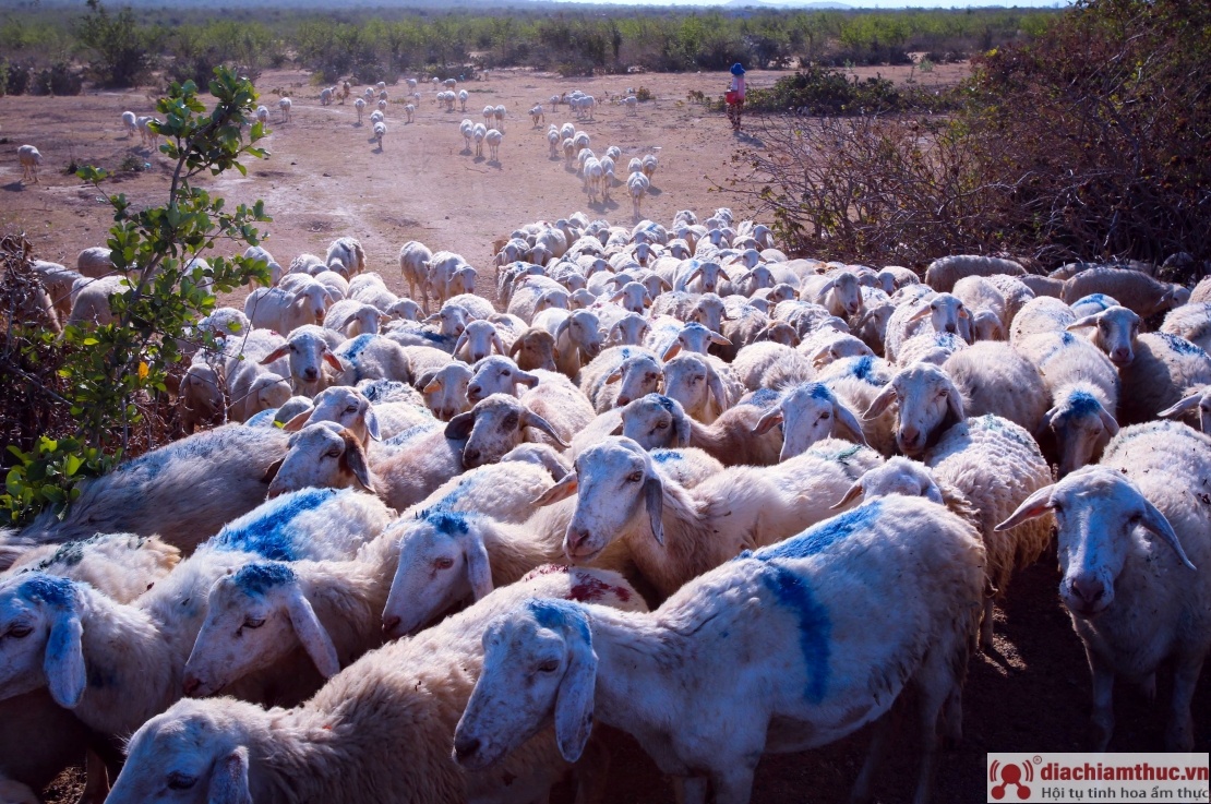 Bạt ngàn cừu chăn thả trên cánh đồng