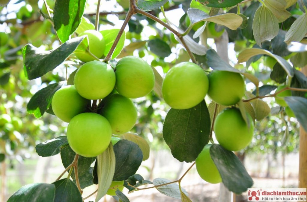 Táo căng mọng, ngọt lịm ở vùng đất 'khát' Ninh Thuận