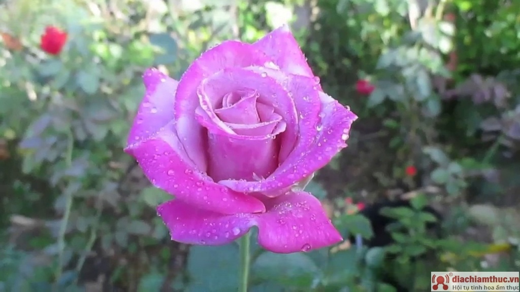 Hoa hồng Sadec