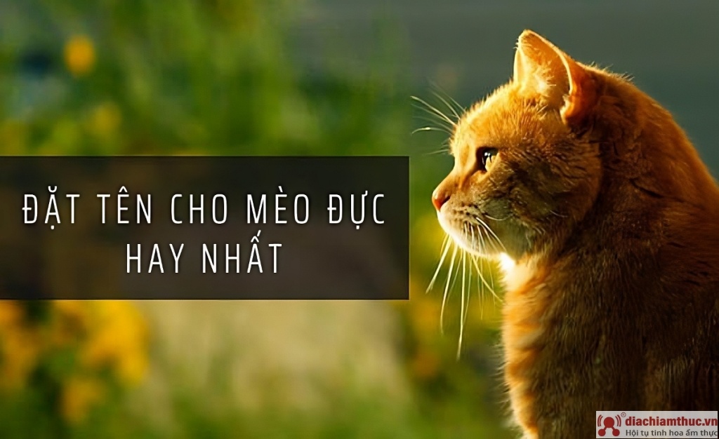 Đặt tên cho mèo theo giới tính đực