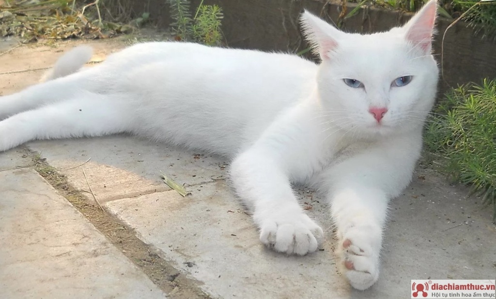 Tên cho các chú mèo có lông trắng 