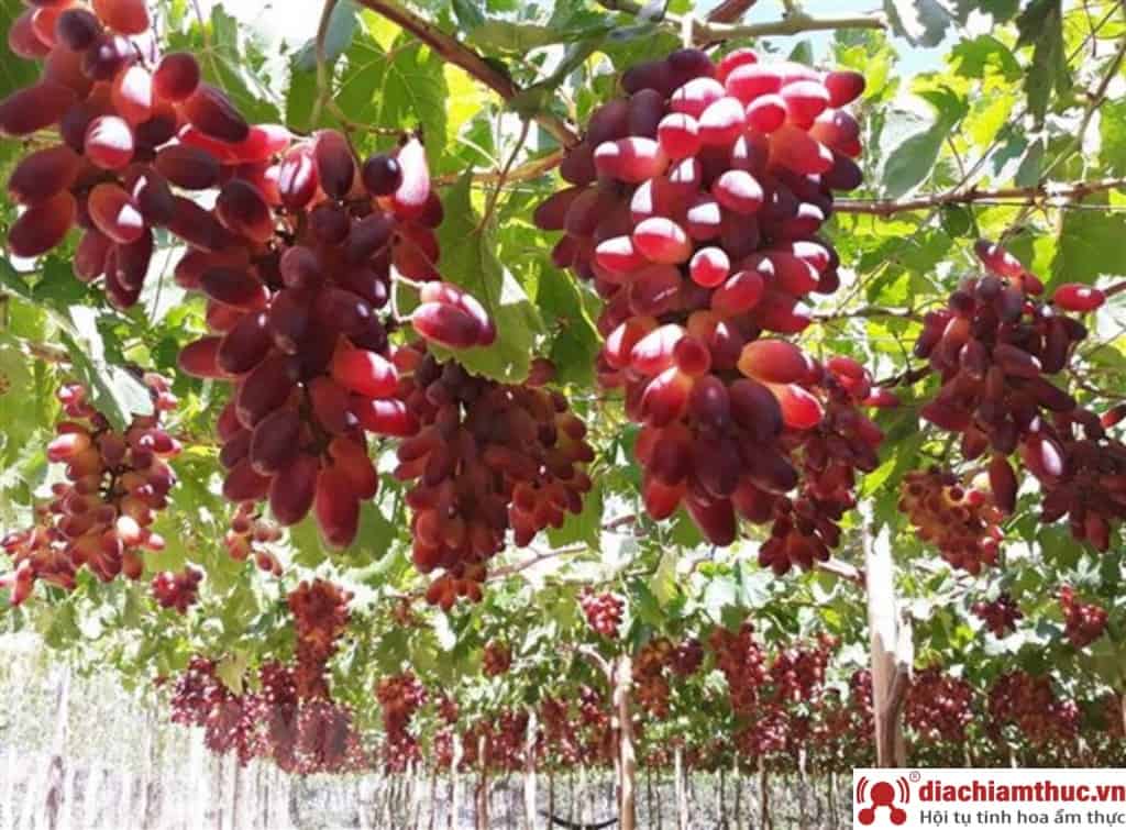 Vườn nho Ninh Thuận – Ngọc Nga