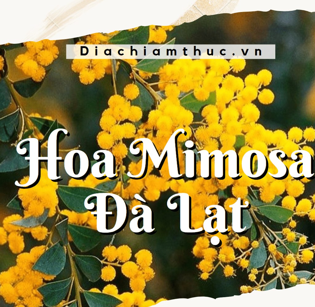 Hoa Mimosa Đà Lạt