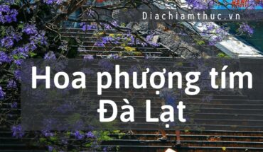 Hoa phượng tím Đà Lạt