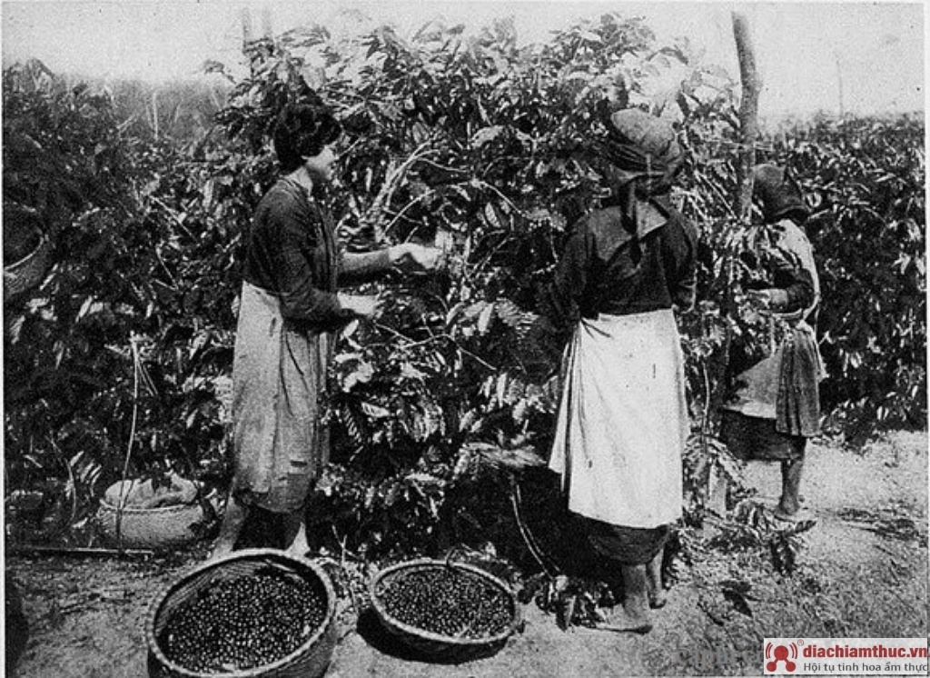 nguồn gốc cà phê ở Việt Nam